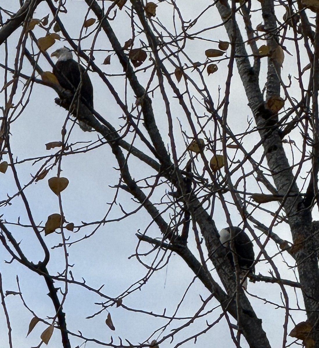 Weißkopf-Seeadler - ML646087027