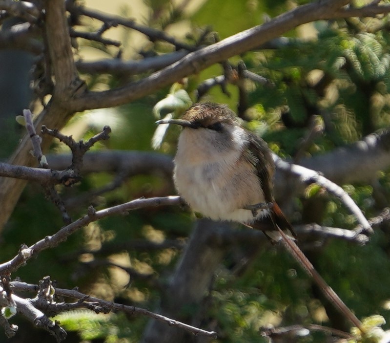 Schmucksternkolibri - ML646087028