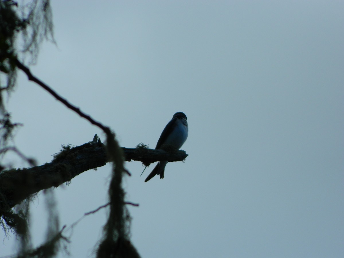 Chileschwalbe - ML646087030