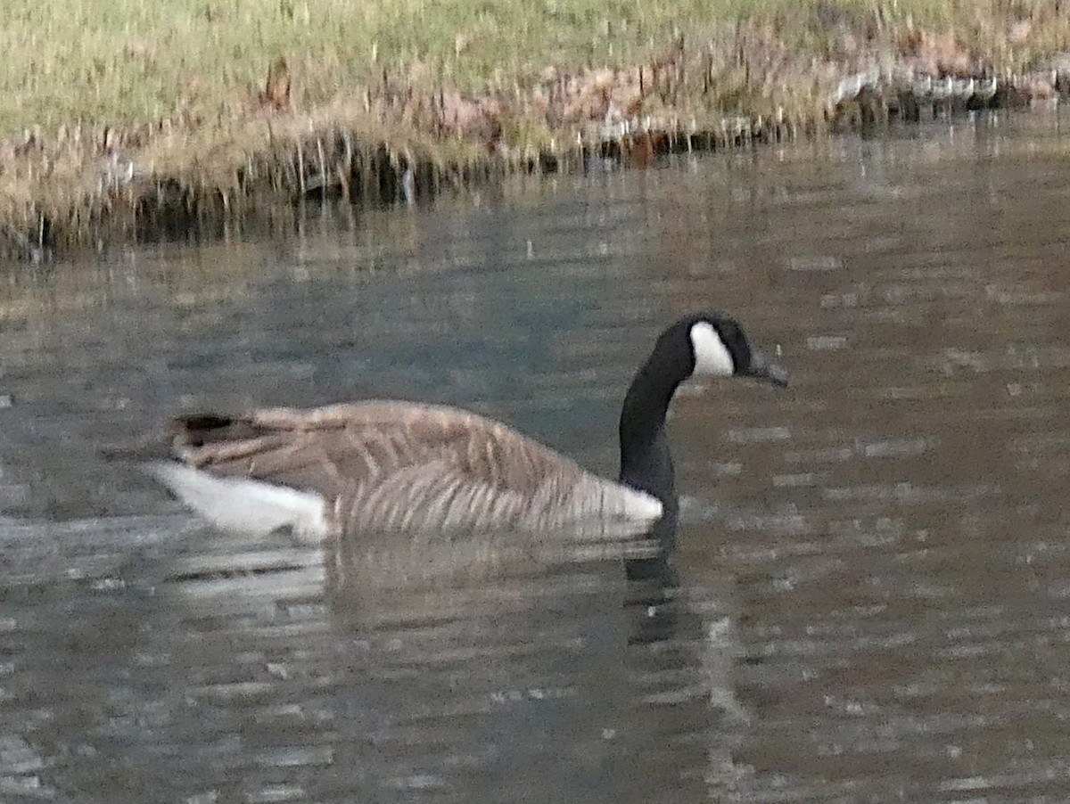 Kanadagans - ML646087032