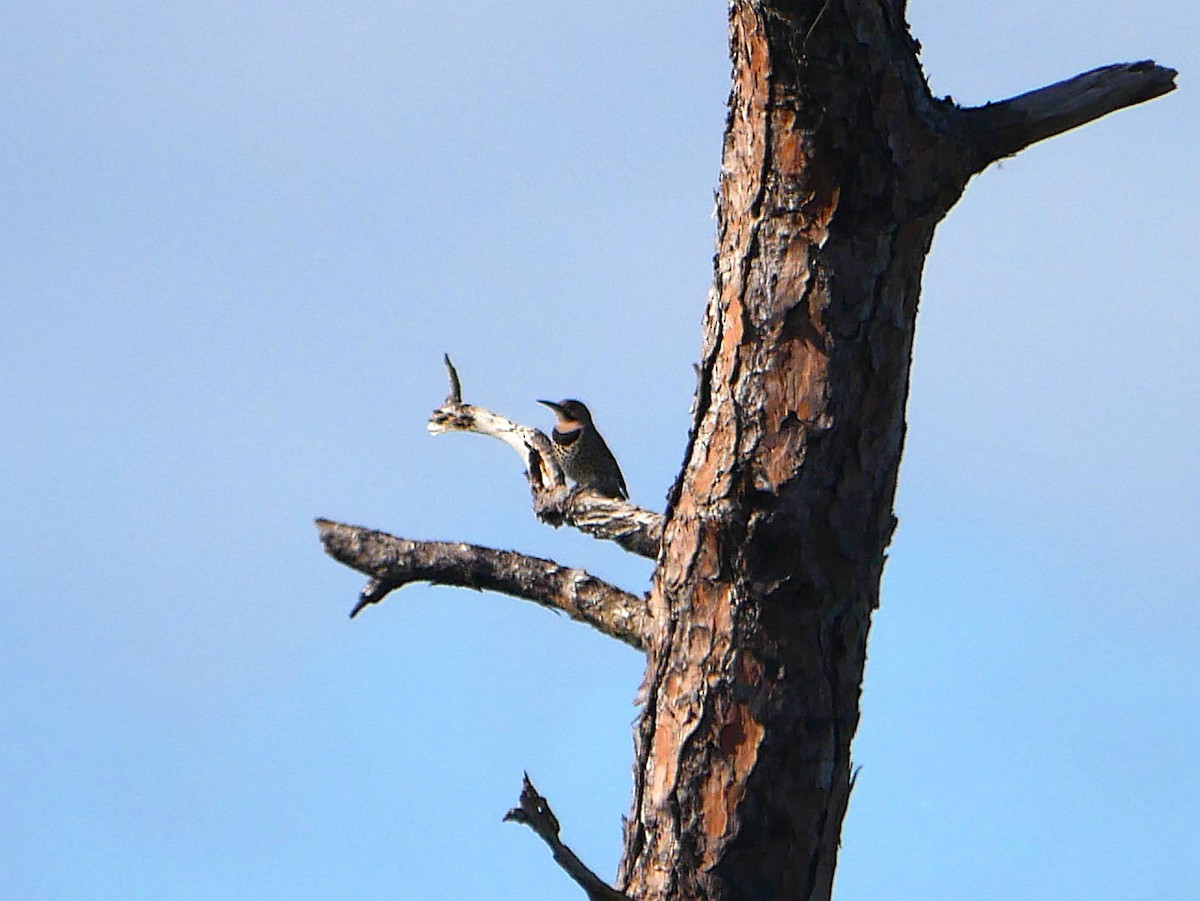 Goldspecht - ML646087033