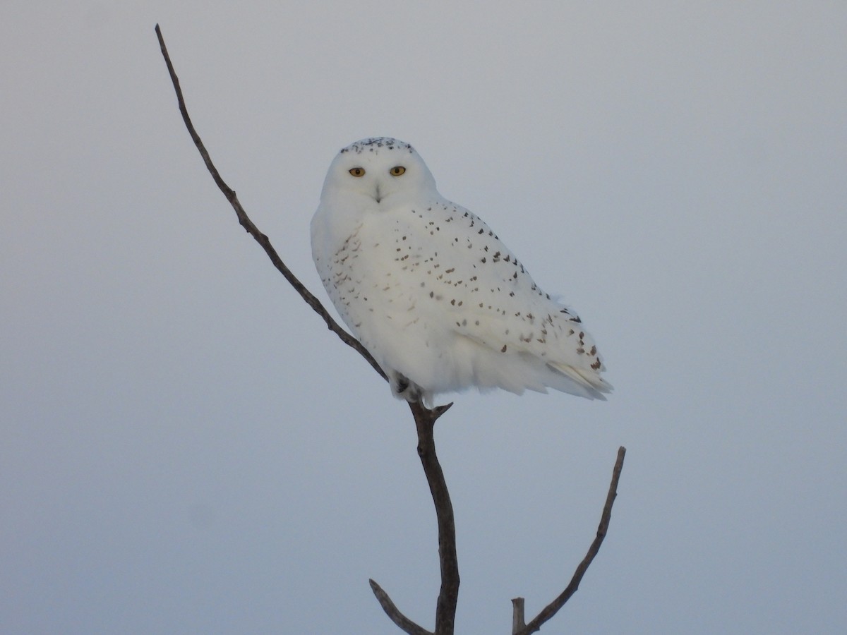 Schneeeule - ML646087034