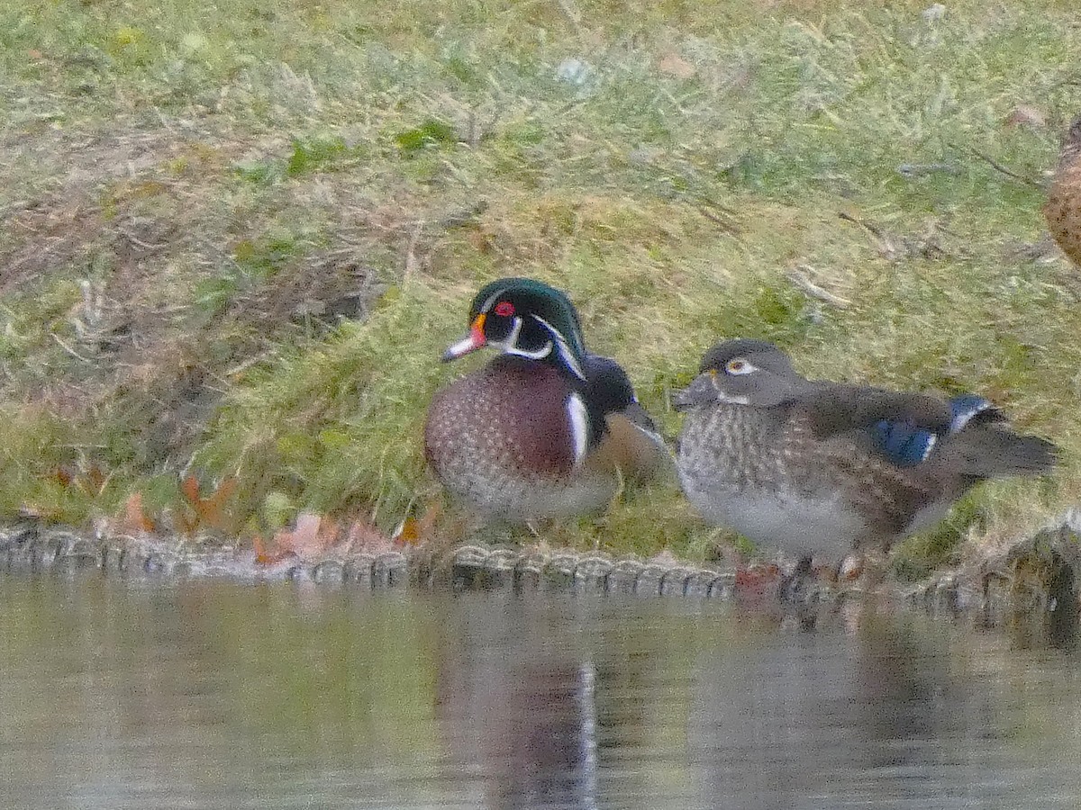 Brautente - ML646087035