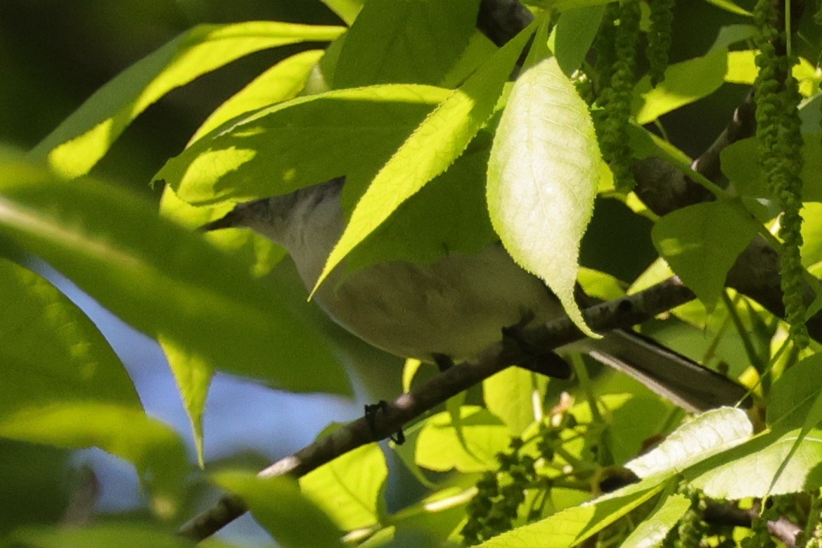 Blaumückenfänger (caerulea) - ML646087036