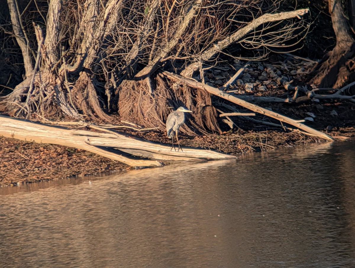 Kanadareiher - ML646087037