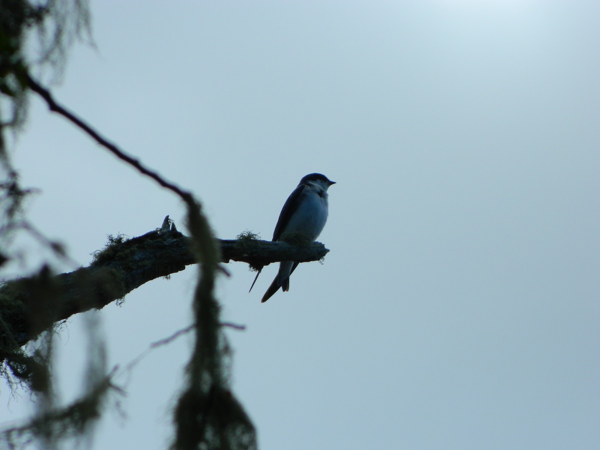 Chilean Swallow - ML646087039