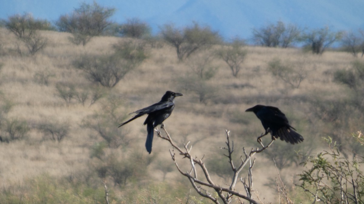 krkavec mexický - ML646087048