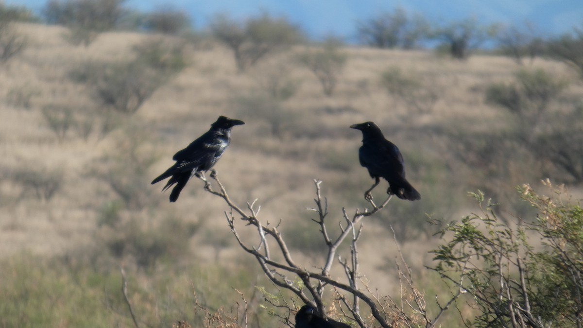 krkavec mexický - ML646087049