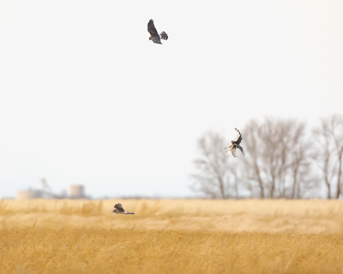 Northern Harrier - ML646087058