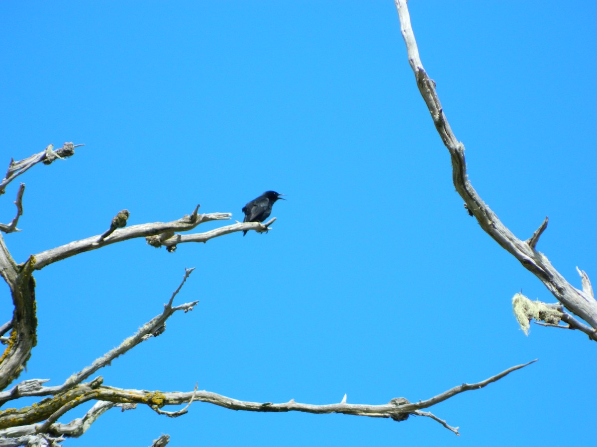 Austral Blackbird - ML646087063