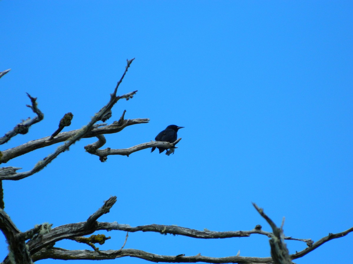 Austral Blackbird - ML646087065