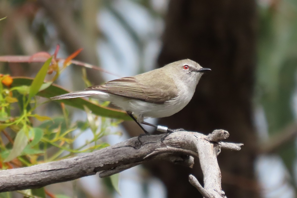 Western Gerygone - ML646087078
