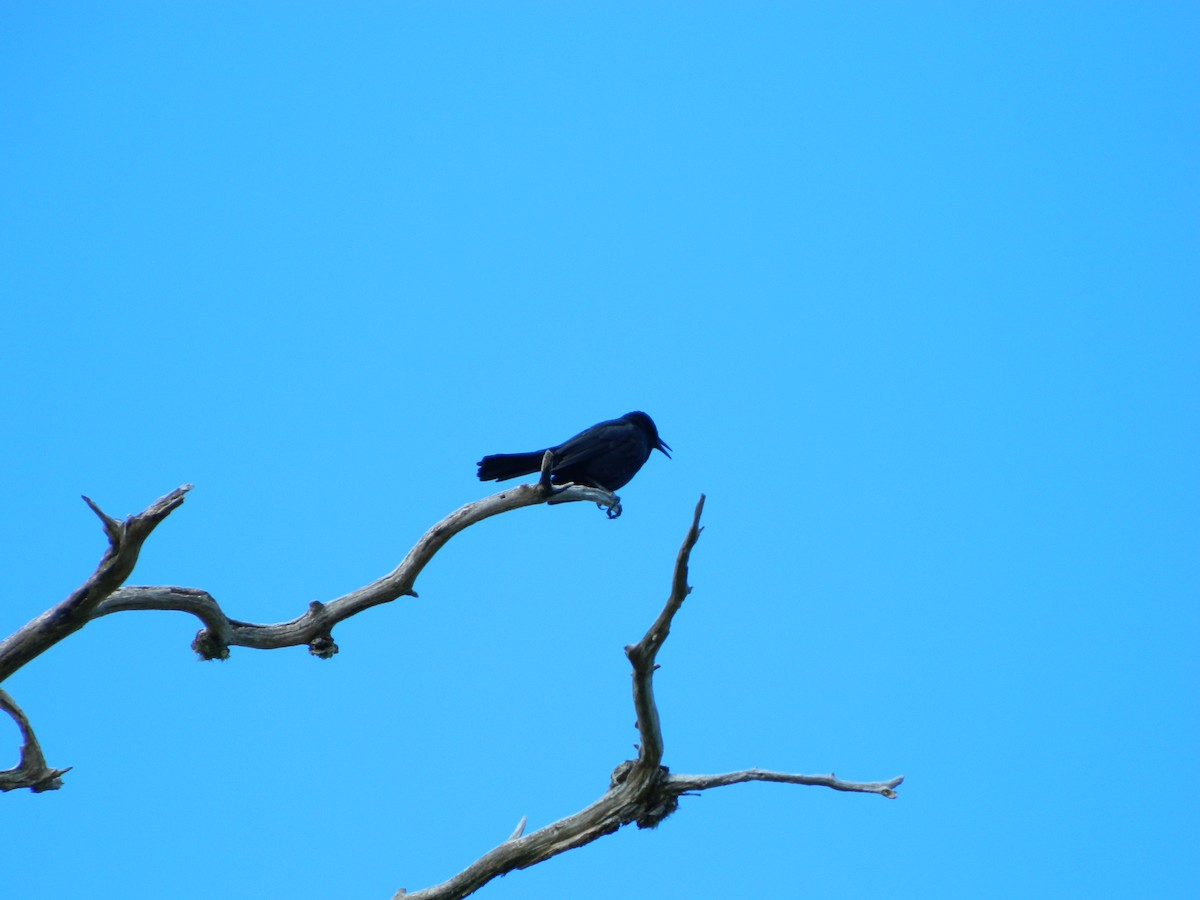 Austral Blackbird - ML646087081