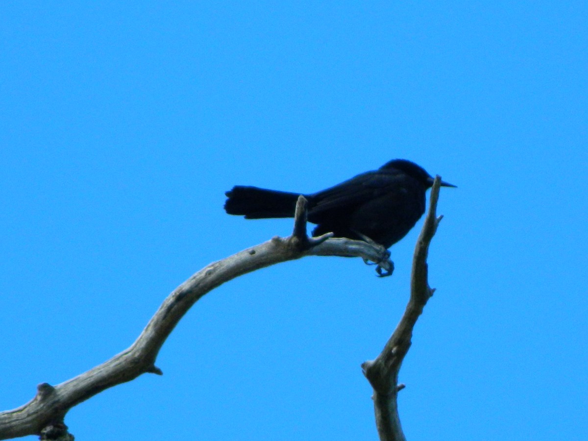 Austral Blackbird - ML646087083