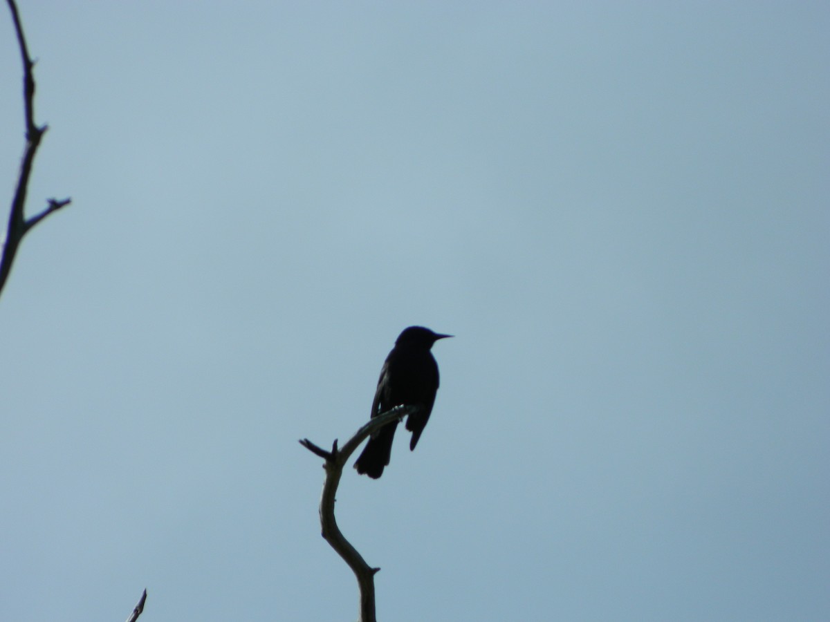 Austral Blackbird - ML646087088