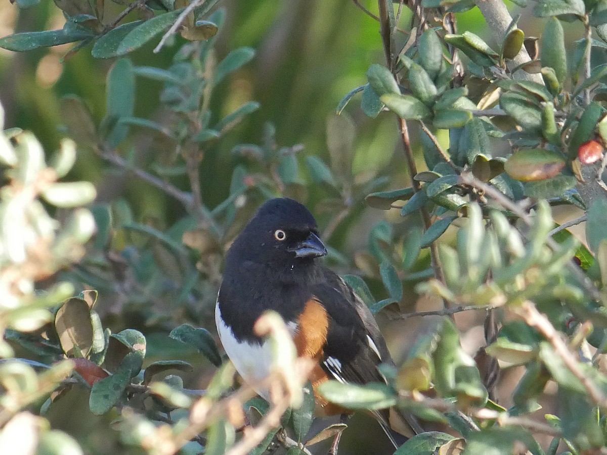 Eastern Towhee - ML646087090
