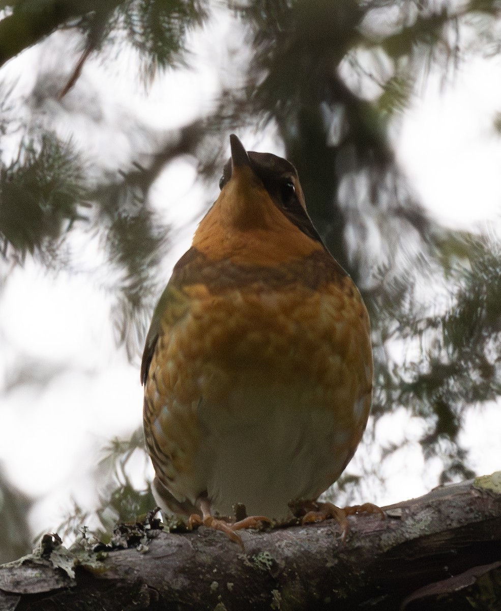 Varied Thrush - ML646087097