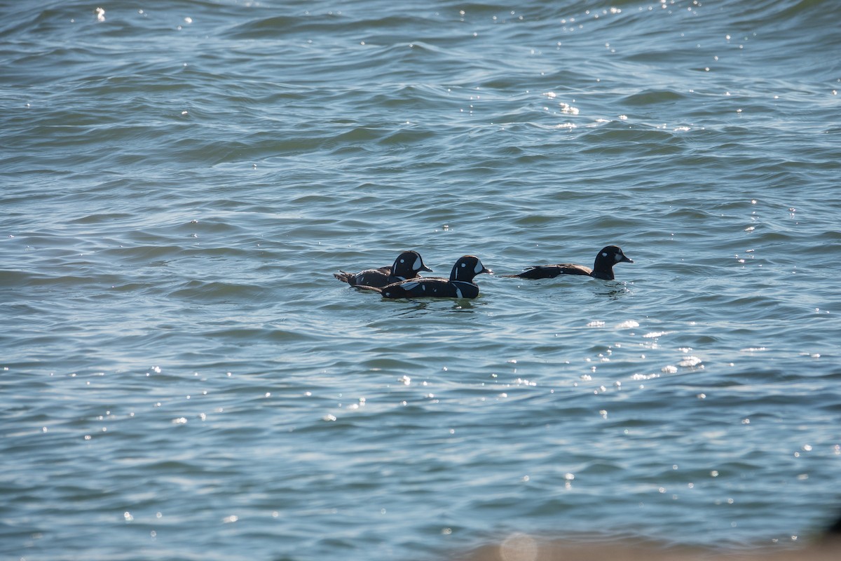 Harlequin Duck - ML646087103