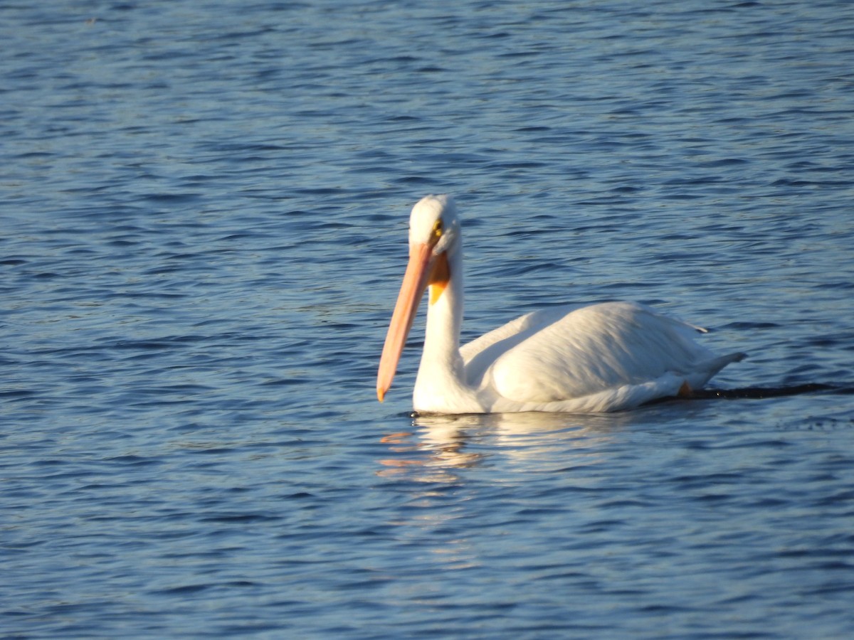 Pelikano zuri amerikarra - ML646087109