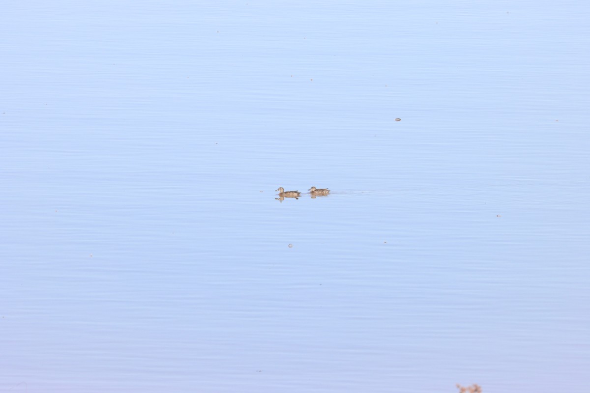 Blue-winged Teal - ML646087110