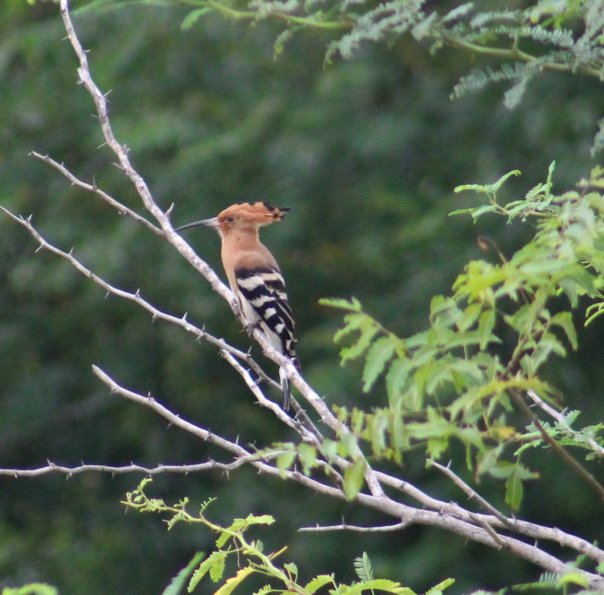 Argi-oilar arrunta - ML646087112