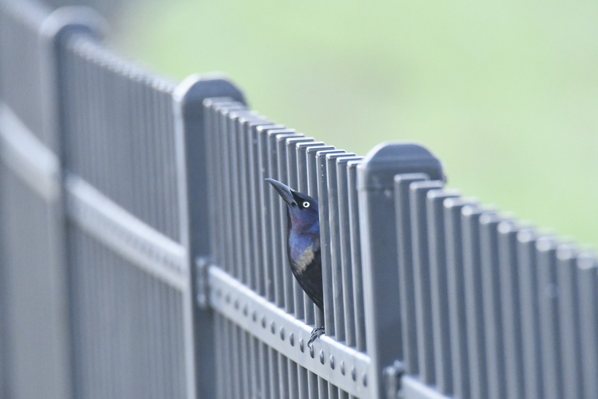 Common Grackle - ML646087115