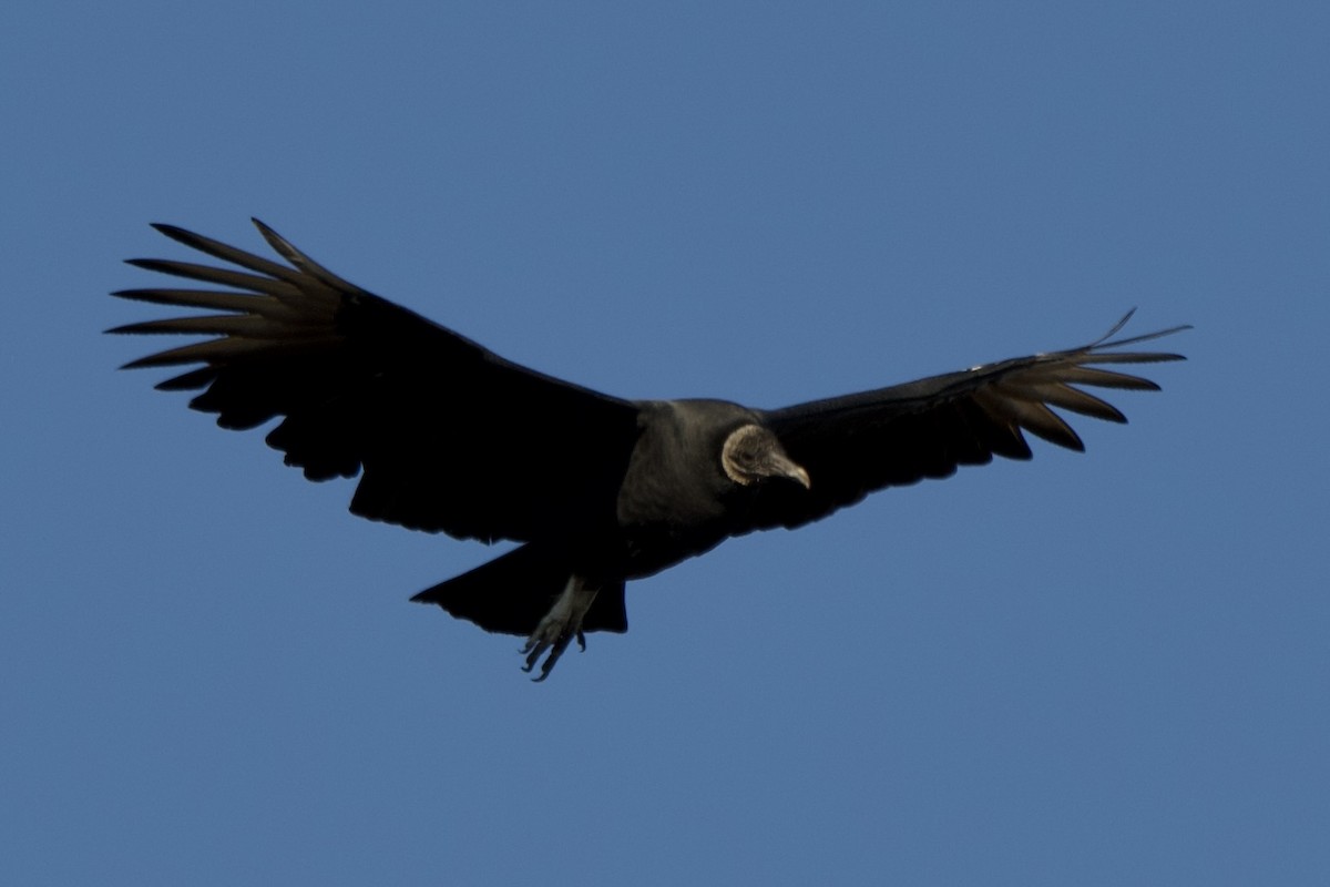 Zopilote beltza - ML646087118