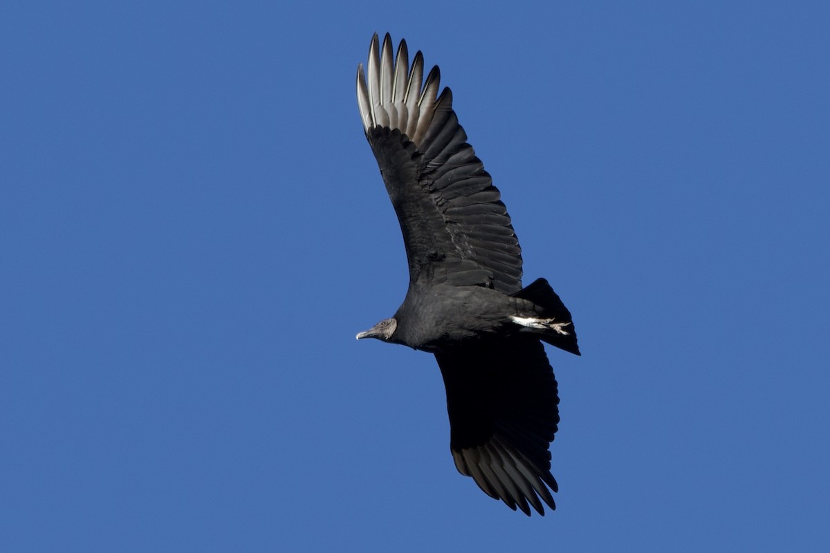 Zopilote beltza - ML646087119