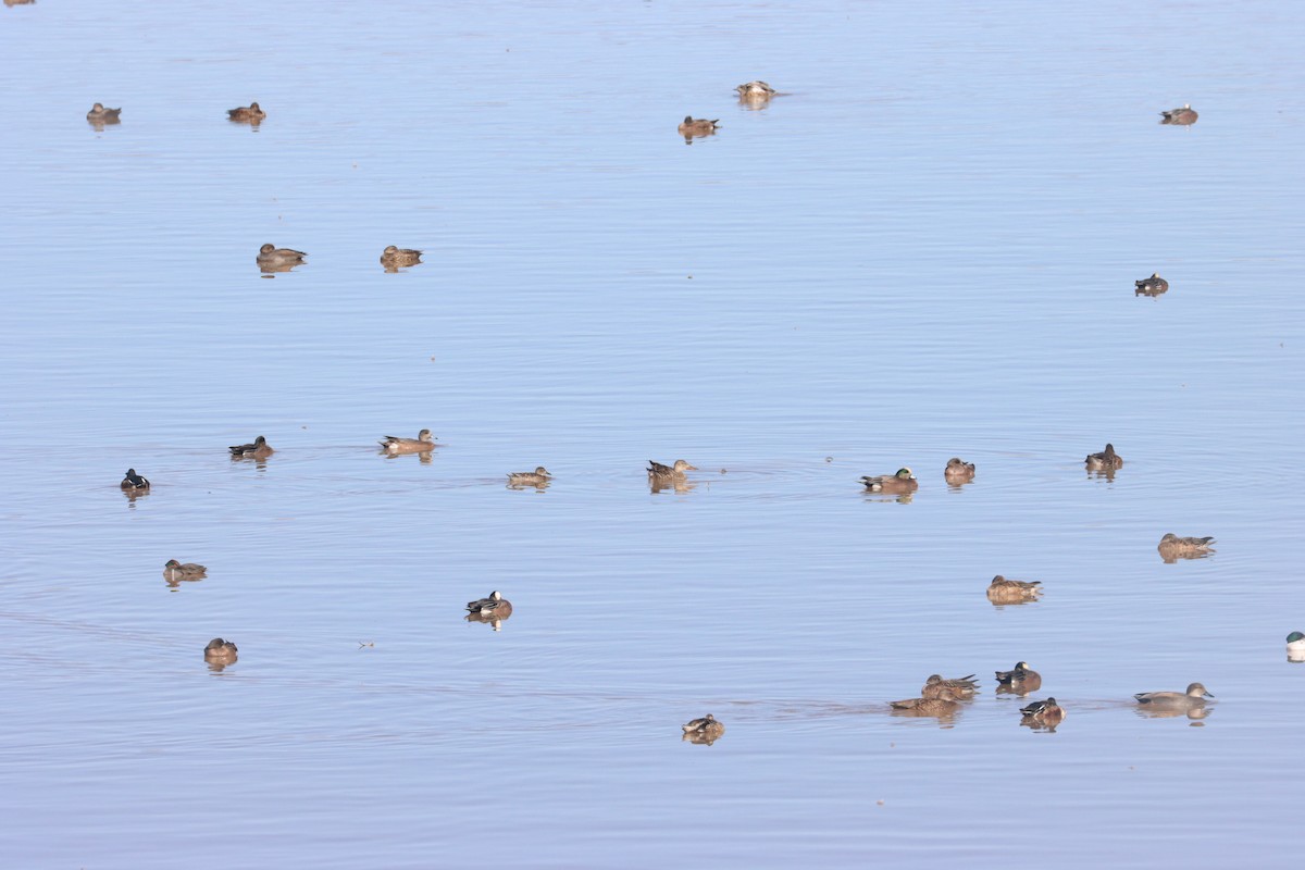 Blue-winged Teal - ML646087122