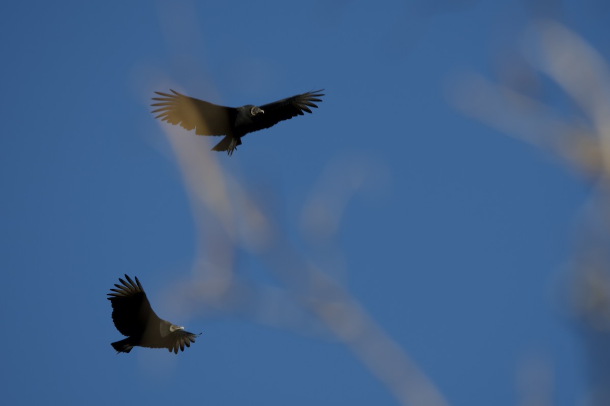 Zopilote beltza - ML646087123