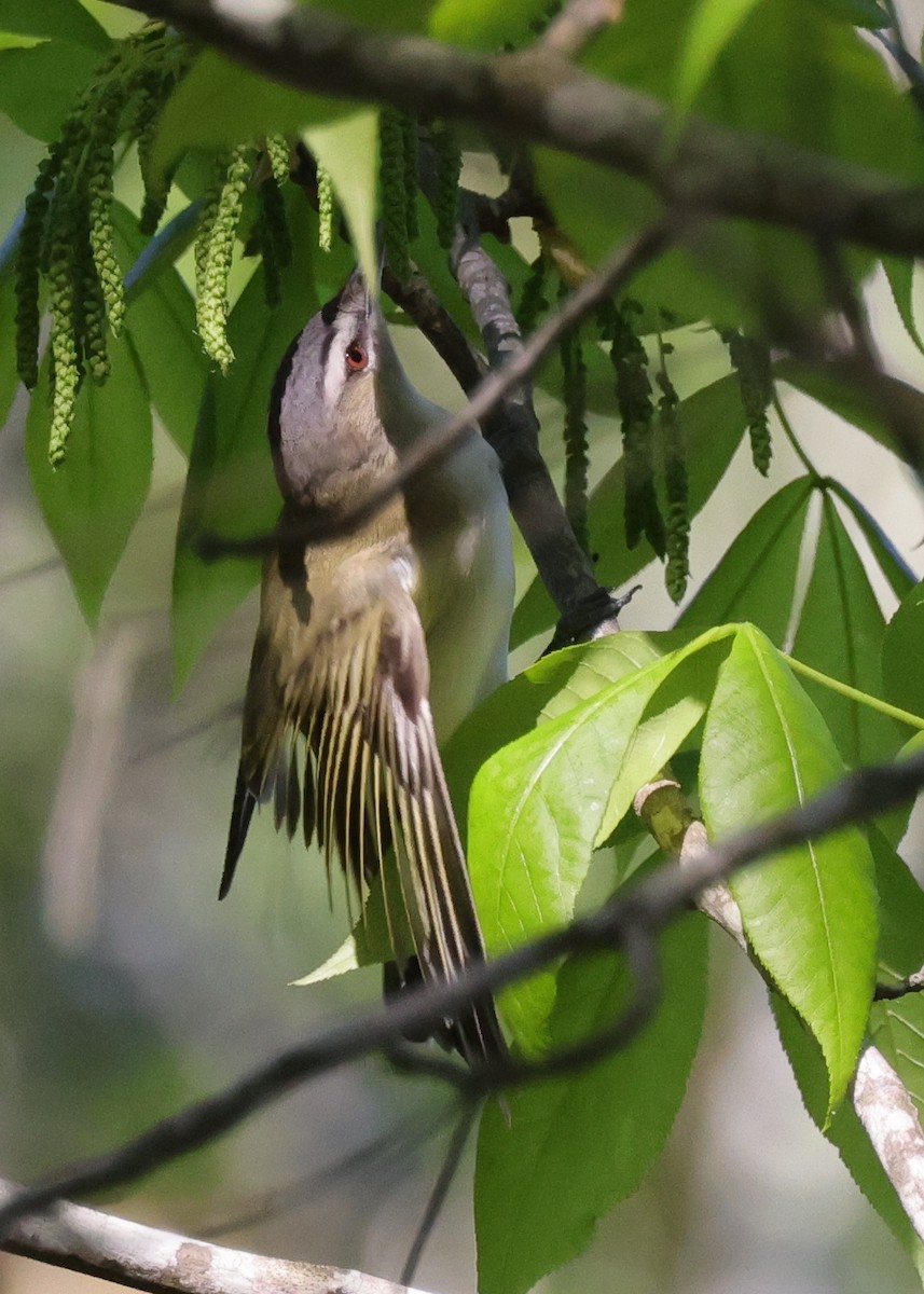 Bireo begigorria - ML646087124