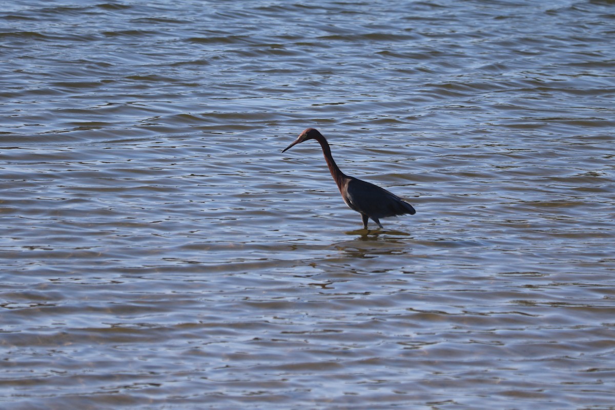Reddish Egret - ML646087125