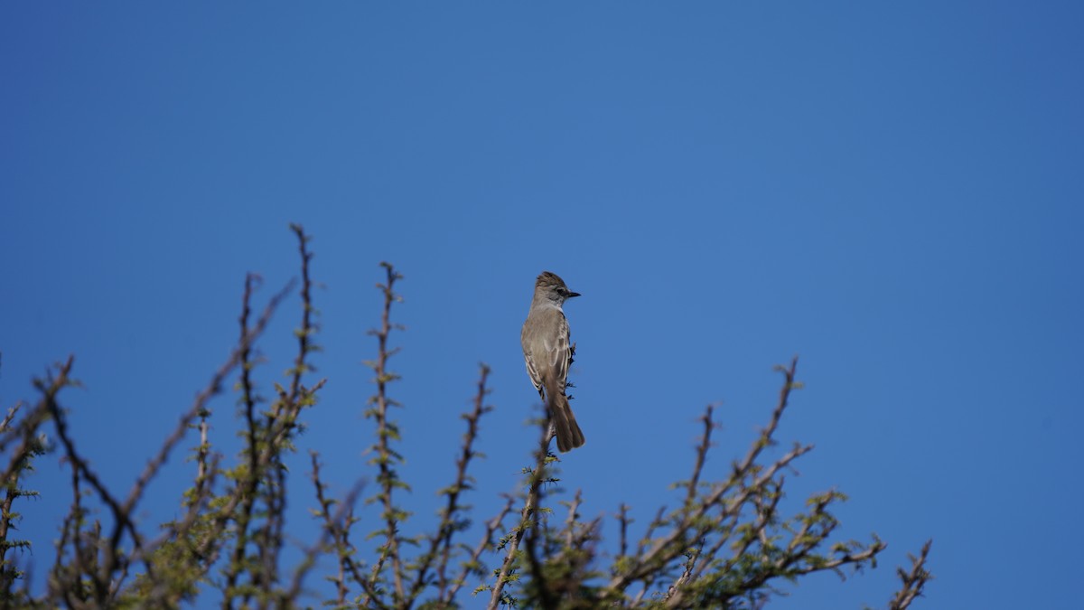 Ash-throated Flycatcher - ML646087126