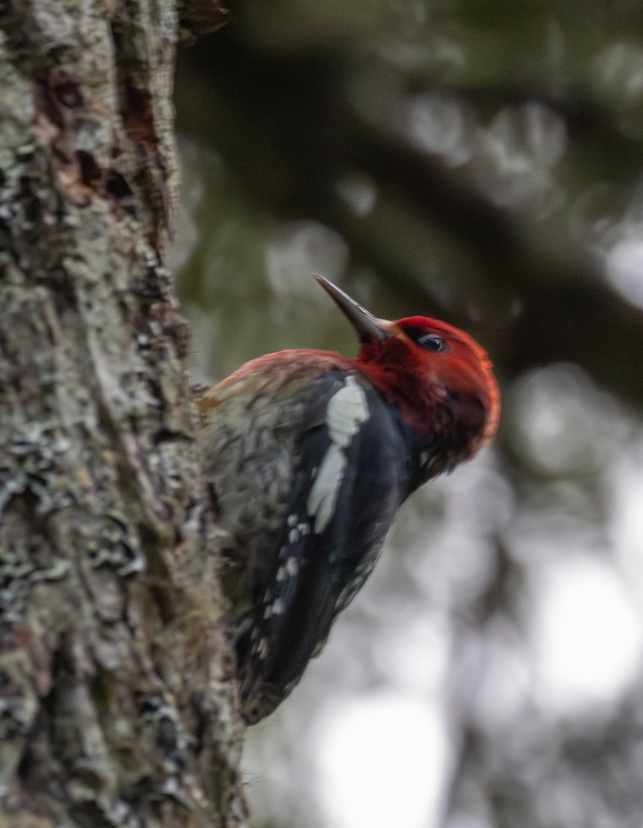 Red-breasted Sapsucker - ML646087127