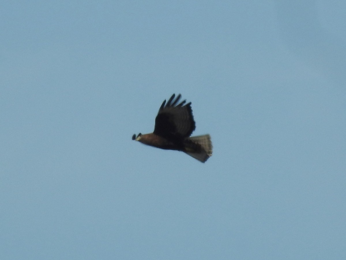 Zapelatz buztangorria - ML646087128