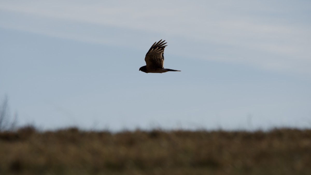 Mirotz zuri iparramerikarra - ML646087129