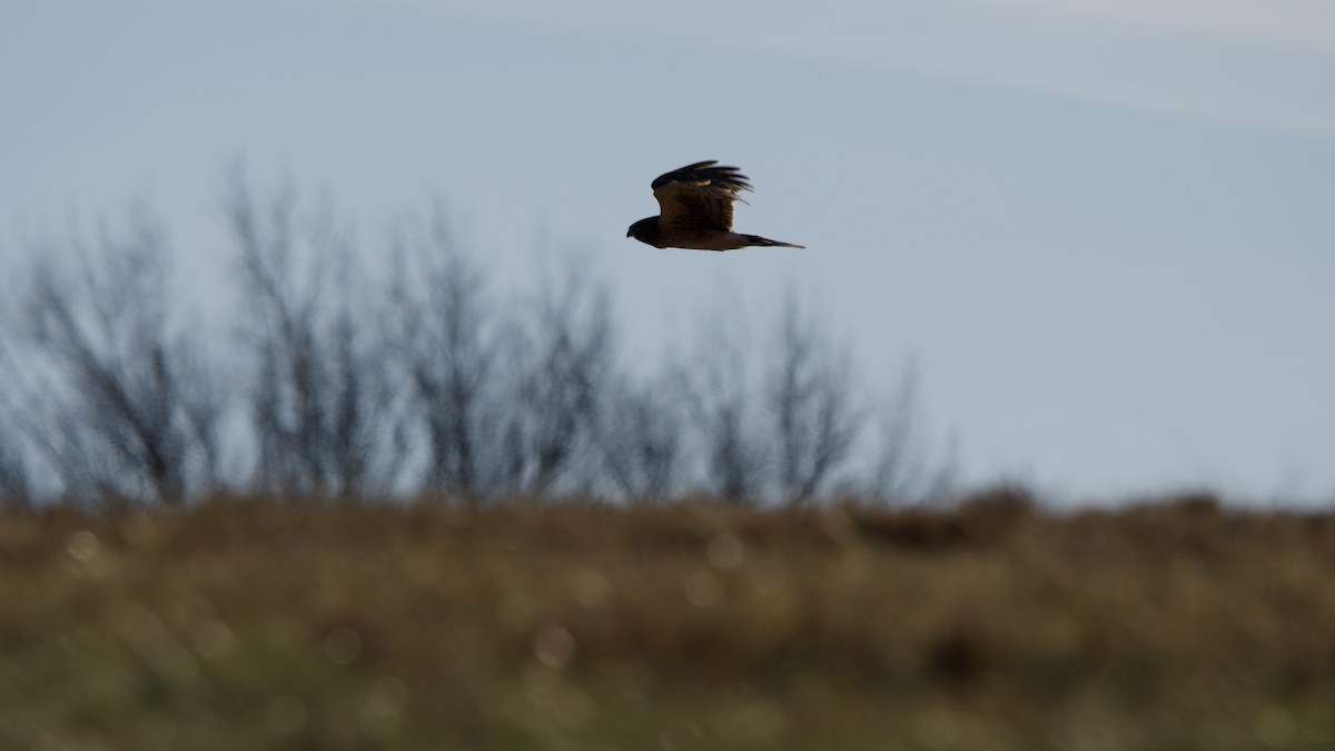 Mirotz zuri iparramerikarra - ML646087130