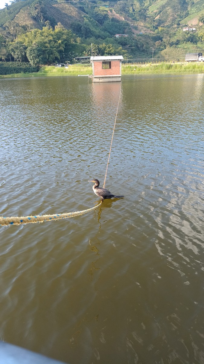 Neotropic Cormorant - ML646087131