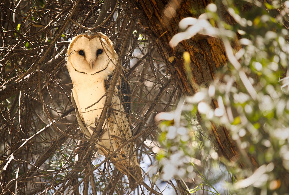 Hontz zuri amerikarra - ML646087132