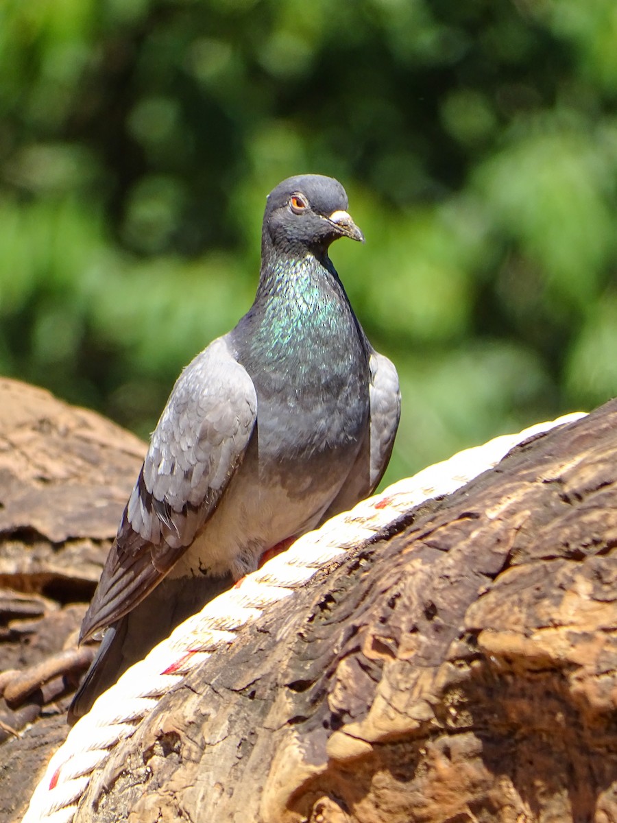 Haitz-usoa (etxekoa) - ML646087133