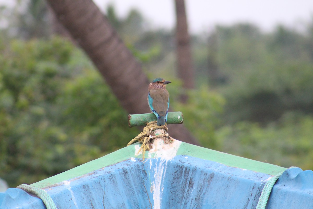 Indian Roller - ML646087134