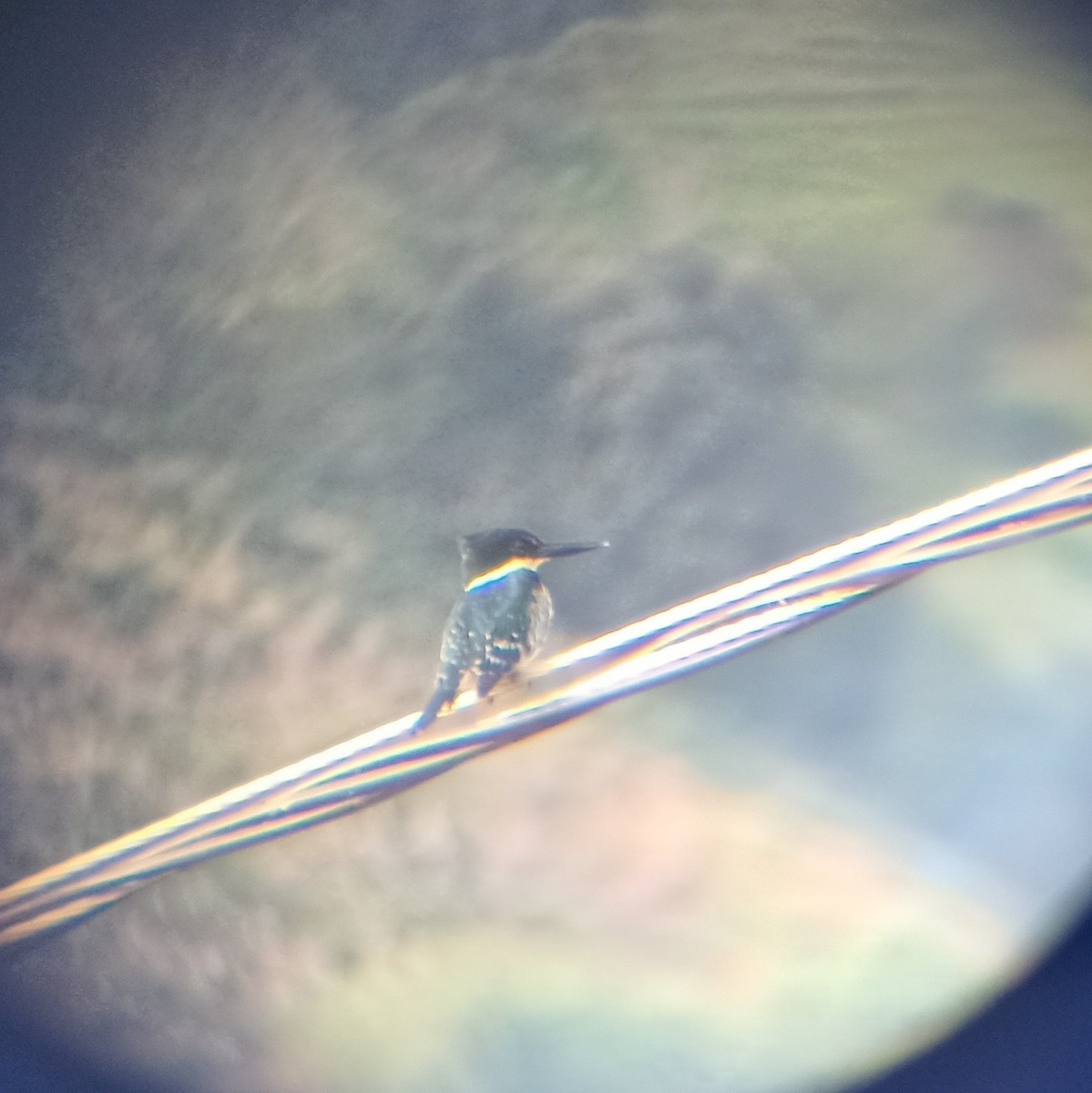 Green Kingfisher - ML646087140