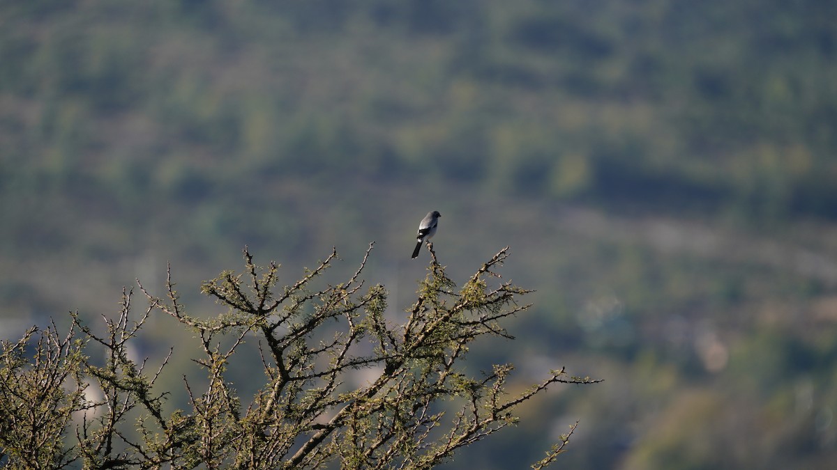 Loggerhead Shrike - ML646087141