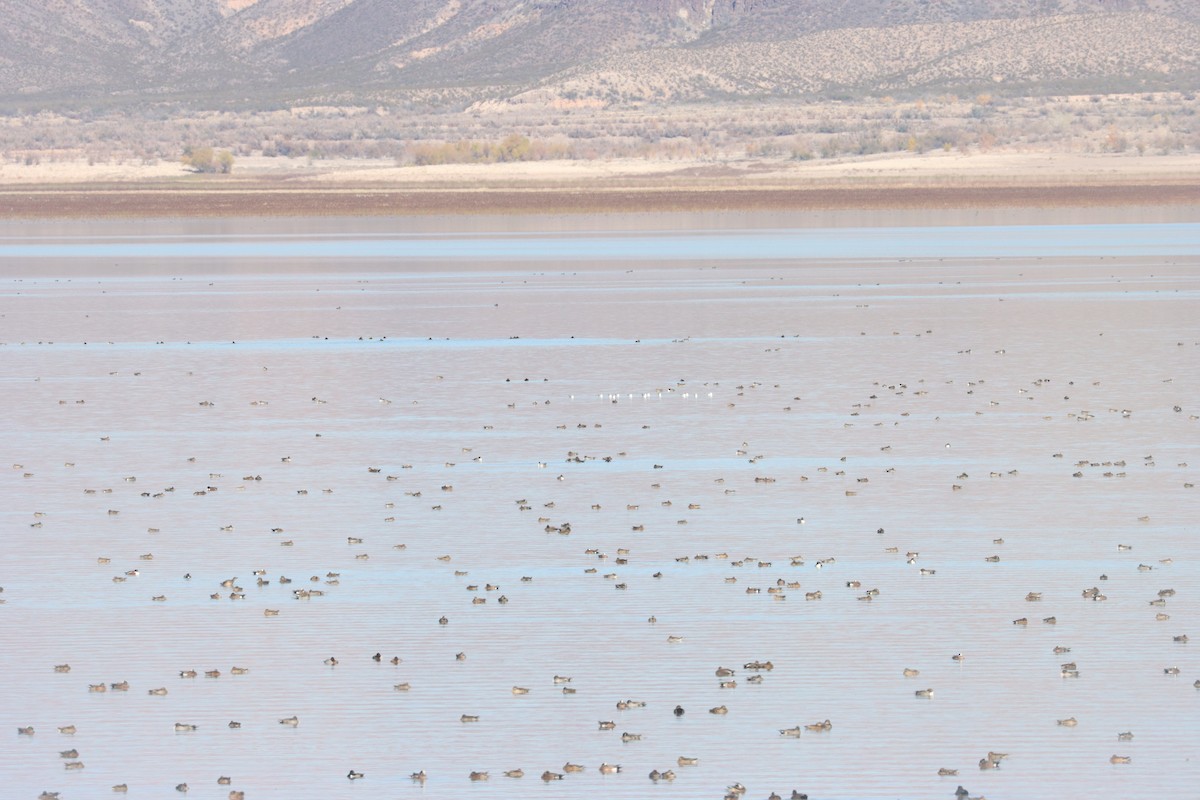 Bonaparte antxeta - ML646087142