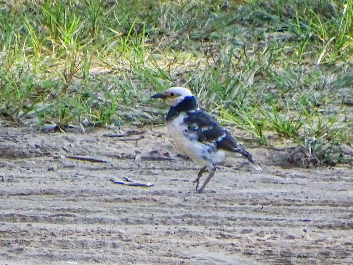 Black-collared Starling - ML646087143
