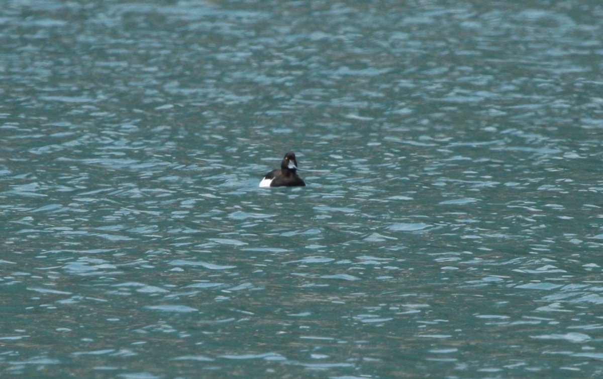 Murgilari mottoduna - ML646087144