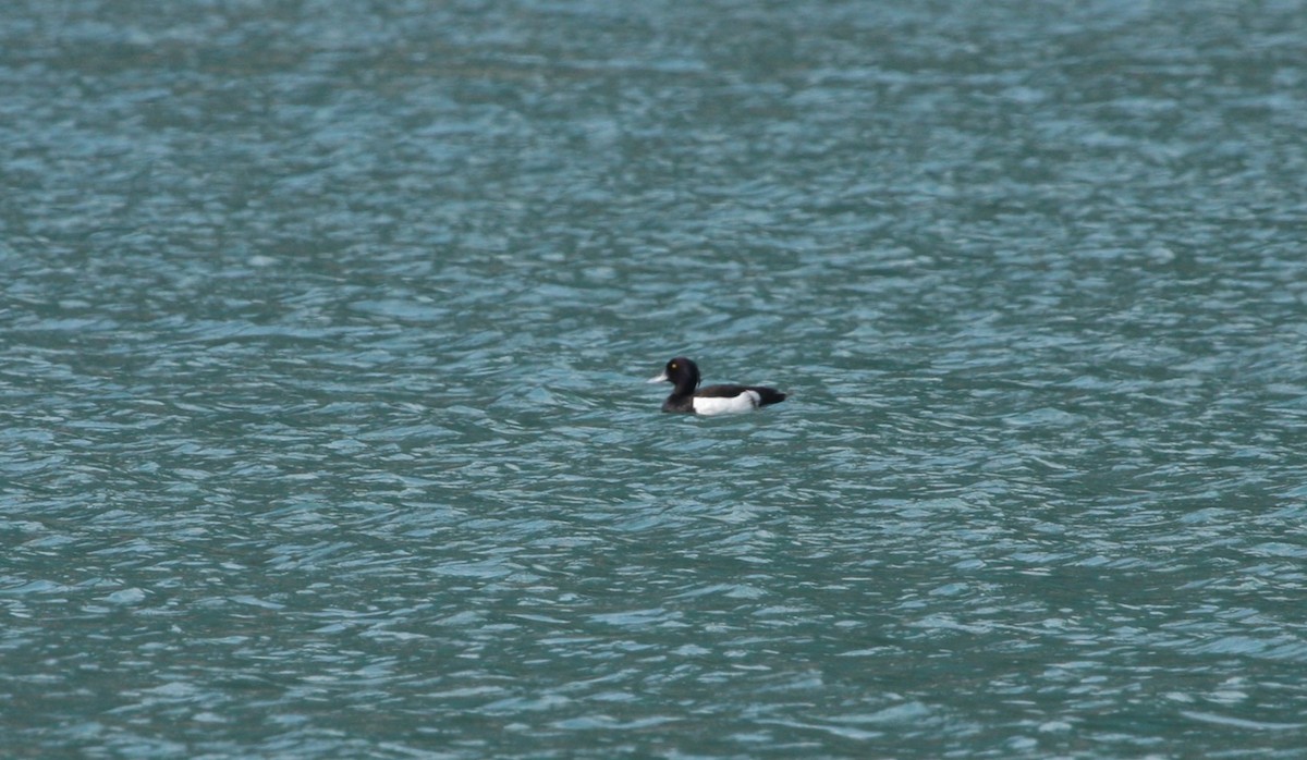 Murgilari mottoduna - ML646087145