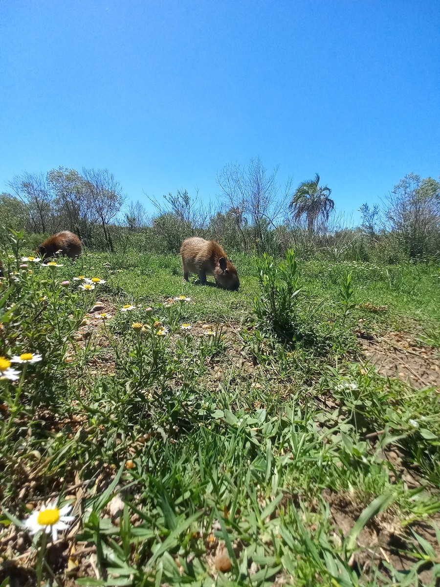 Capibara - ML646087147