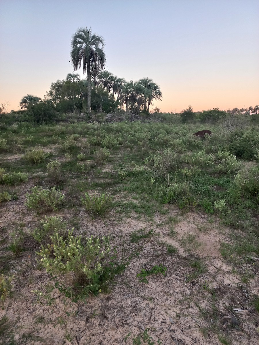 Capibara - ML646087148