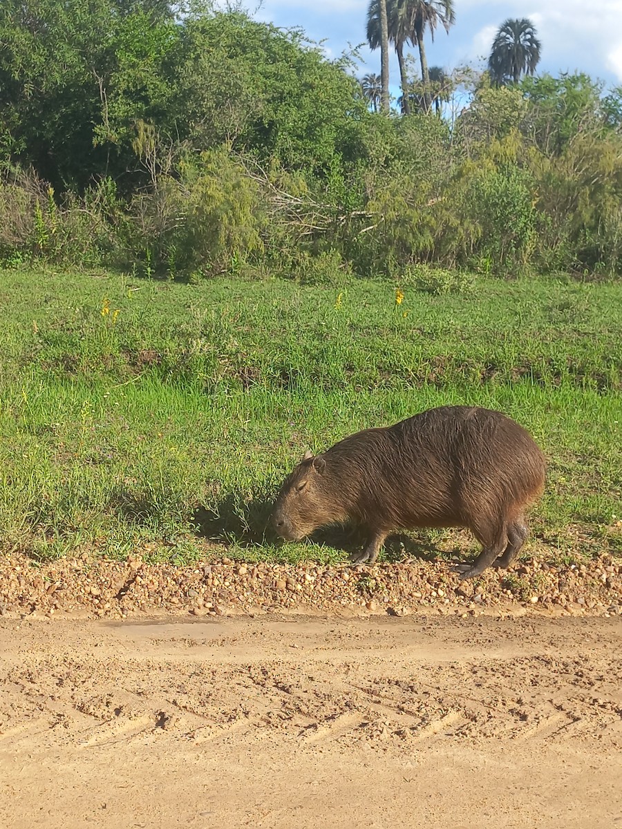 Capibara - ML646087149